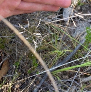 Poa sp. CNM1 (under review, formerly Poa meionectes) at Illilanga & Baroona - 13 Jan 2024