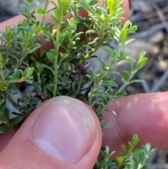 Mirbelia oxylobioides (Mountain Mirbelia) at Michelago, NSW - 12 Jan 2024 by Tapirlord