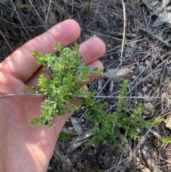 Mirbelia oxylobioides at Illilanga & Baroona - suppressed