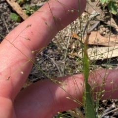 Panicum effusum (Hairy Panic Grass) at Illilanga & Baroona - 13 Jan 2024 by Tapirlord