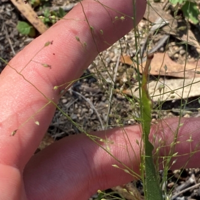 Panicum effusum (Hairy Panic Grass) at Michelago, NSW - 12 Jan 2024 by Tapirlord