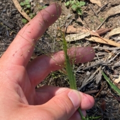 Panicum effusum at Illilanga & Baroona - 13 Jan 2024