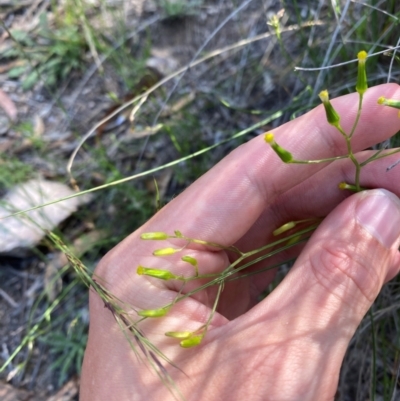 Senecio prenanthoides (Common Forest Fireweed) at Illilanga & Baroona - 13 Jan 2024 by Tapirlord