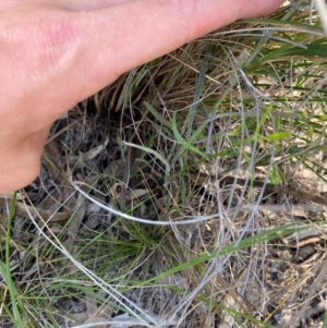 Senecio prenanthoides at Illilanga & Baroona - 13 Jan 2024