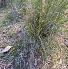 Senecio prenanthoides at Illilanga & Baroona - 13 Jan 2024 09:49 AM