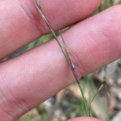 Aristida ramosa (Purple Wire Grass) at Illilanga & Baroona - 13 Jan 2024 by Tapirlord