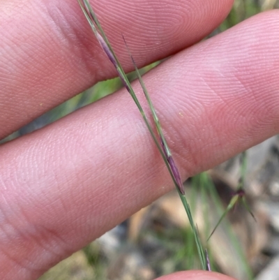 Aristida ramosa (Purple Wire Grass) at Michelago, NSW - 12 Jan 2024 by Tapirlord