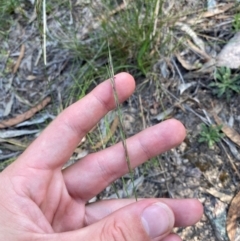 Aristida ramosa at Illilanga & Baroona - suppressed