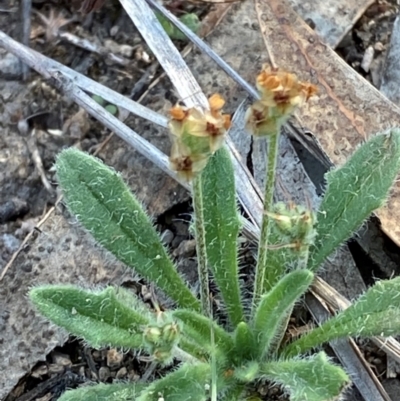 Plantago hispida (Hairy Plantain) at Illilanga & Baroona - 13 Jan 2024 by Tapirlord