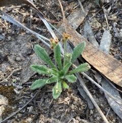 Plantago hispida at Illilanga & Baroona - suppressed