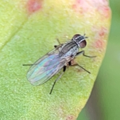 Unidentified Other true fly at Casey, ACT - 17 Feb 2024 by Hejor1