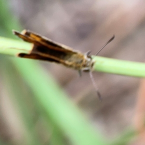 Hesperiidae (family) at Casey, ACT - 17 Feb 2024