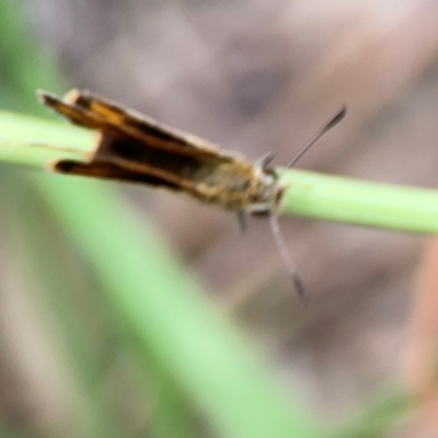 Hesperiidae (family) (Unidentified Skipper butterfly) at Casey, ACT - 17 Feb 2024 by Hejor1