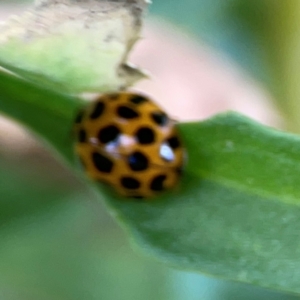 Harmonia conformis at Casey, ACT - 17 Feb 2024 05:41 PM