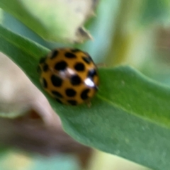 Harmonia conformis at Casey, ACT - 17 Feb 2024