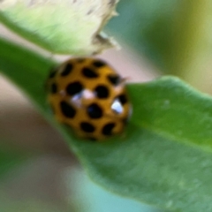 Harmonia conformis at Casey, ACT - 17 Feb 2024