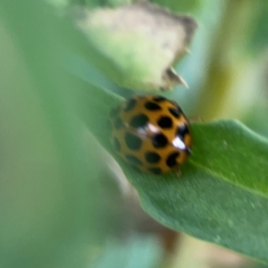 Harmonia conformis at Casey, ACT - 17 Feb 2024 05:41 PM