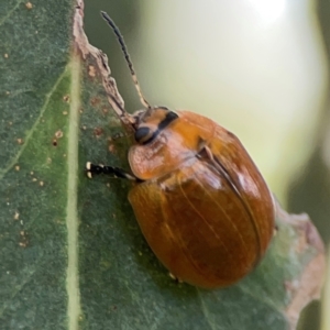 Paropsisterna cloelia at Casey, ACT - 17 Feb 2024