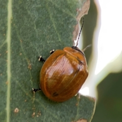 Paropsisterna cloelia at Casey, ACT - 17 Feb 2024 05:43 PM