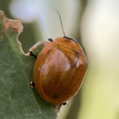 Paropsisterna cloelia at Casey, ACT - 17 Feb 2024 05:43 PM