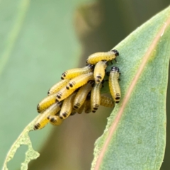 Paropsisterna cloelia at Casey, ACT - 17 Feb 2024