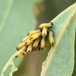 Paropsisterna cloelia at Casey, ACT - 17 Feb 2024