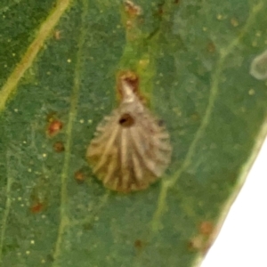 Spondyliaspis plicatuloides at Casey, ACT - 17 Feb 2024