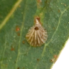 Spondyliaspis plicatuloides at Casey, ACT - 17 Feb 2024