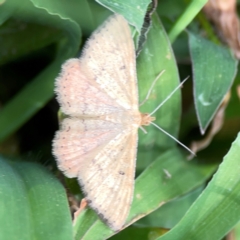 Scopula rubraria (Reddish Wave, Plantain Moth) at Casey, ACT - 17 Feb 2024 by Hejor1