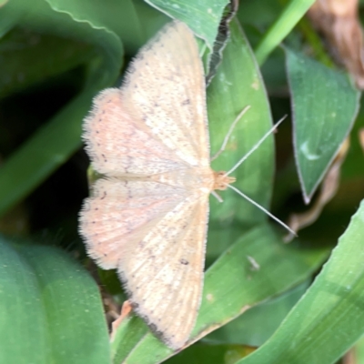 Scopula rubraria (Reddish Wave, Plantain Moth) at Casey, ACT - 17 Feb 2024 by Hejor1