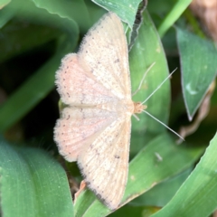 Scopula rubraria at Casey, ACT - 17 Feb 2024 05:48 PM