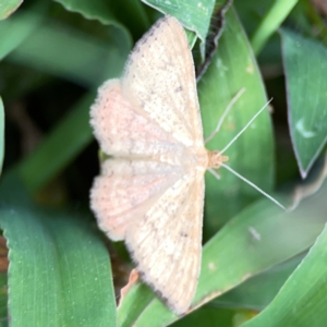 Scopula rubraria at Casey, ACT - 17 Feb 2024