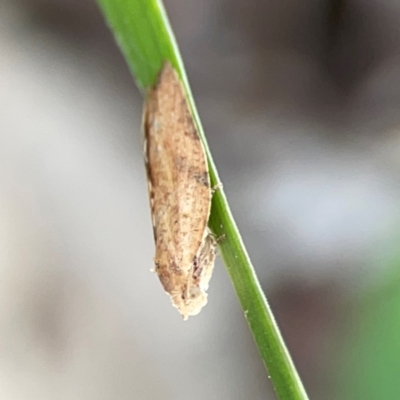 Merophyas divulsana (Lucerne Leafroller (Tortricinae, Archipini) at Casey, ACT - 17 Feb 2024 by Hejor1