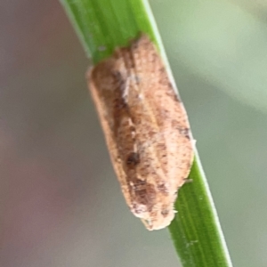 Merophyas divulsana at Casey, ACT - 17 Feb 2024