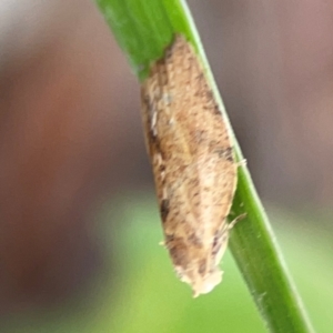 Merophyas divulsana at Casey, ACT - 17 Feb 2024 05:48 PM