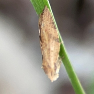 Merophyas divulsana at Casey, ACT - 17 Feb 2024 05:48 PM