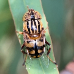 Eristalinus punctulatus at Casey, ACT - 17 Feb 2024