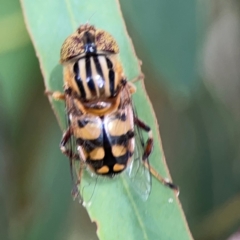 Eristalinus punctulatus at Casey, ACT - 17 Feb 2024