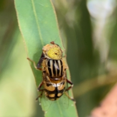 Eristalinus punctulatus at Casey, ACT - 17 Feb 2024