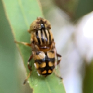 Eristalinus punctulatus at Casey, ACT - 17 Feb 2024