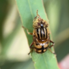 Eristalinus punctulatus at Casey, ACT - 17 Feb 2024 05:49 PM