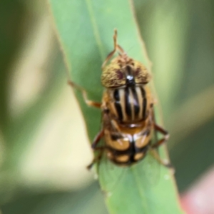 Eristalinus punctulatus at Casey, ACT - 17 Feb 2024