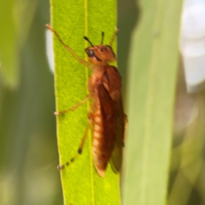 Pseudoperga lewisii at Casey, ACT - 17 Feb 2024