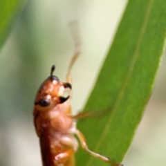 Pseudoperga lewisii at Casey, ACT - 17 Feb 2024