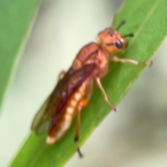 Pseudoperga lewisii at Casey, ACT - 17 Feb 2024 05:55 PM