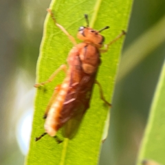 Pseudoperga lewisii at Casey, ACT - 17 Feb 2024