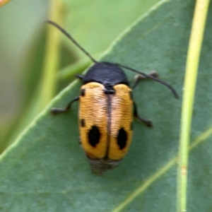 Cadmus (Cadmus) litigiosus at Casey, ACT - 17 Feb 2024 06:00 PM