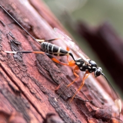 Xanthocryptus novozealandicus (Lemon tree borer parasite wasp) at Casey, ACT - 17 Feb 2024 by Hejor1