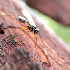 Xanthocryptus novozealandicus at Casey, ACT - 17 Feb 2024