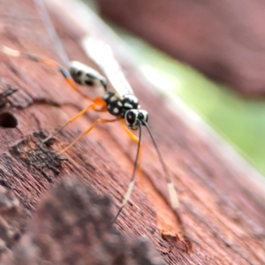 Xanthocryptus novozealandicus at Casey, ACT - 17 Feb 2024